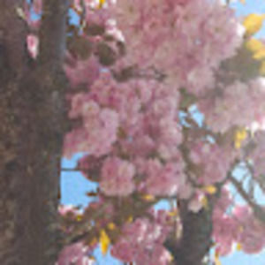 Meet your Posher, Darcy